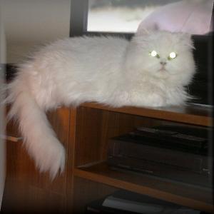 персийска котка
